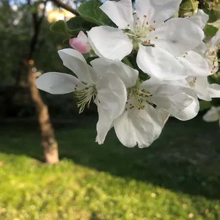 Private House, Walk To Old Town, Garden And Parking Tallinn